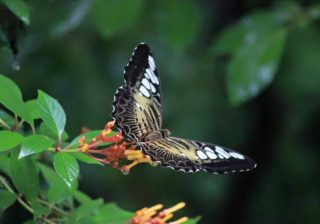 Butterfly Safari Park, Thenmala Attractions, Thenmala Ecotourism