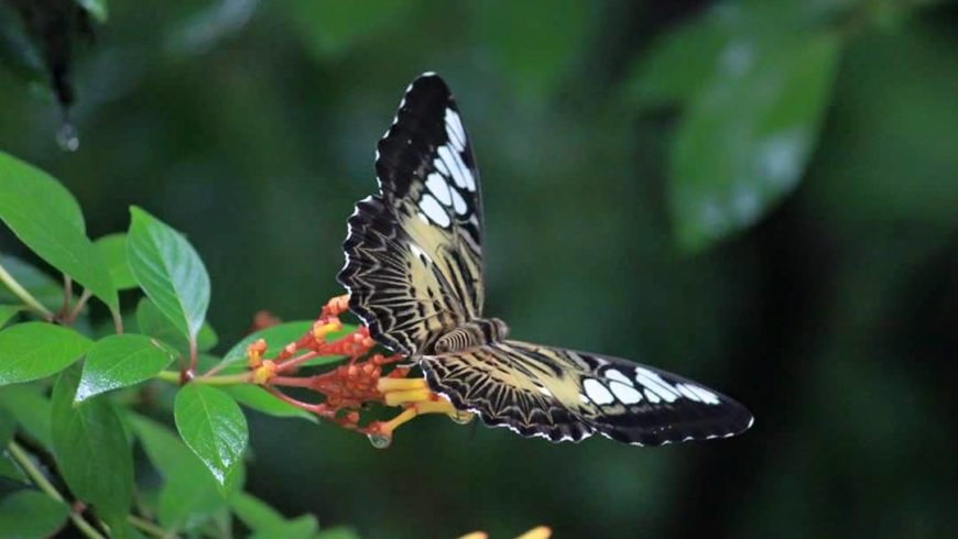 Butterfly Safari Park, Thenmala Attractions, Thenmala Ecotourism